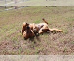 Small #7 American Staffordshire Terrier-Black Mouth Cur Mix