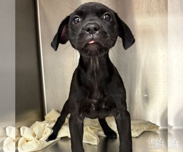 Medium Photo #2 Labrador Retriever-Unknown Mix Puppy For Sale in Washington, DC, USA