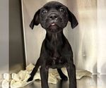 Small #1 Labrador Retriever Mix