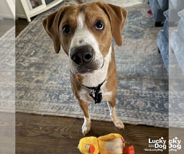 Medium Photo #3 Mutt Puppy For Sale in Washington, DC, USA