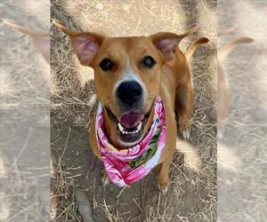 Mutt Dogs for adoption in Tulsa, OK, USA