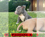 Small #2 American Bully