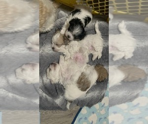 Morkie Litter for sale in INDIAN TRAIL, NC, USA
