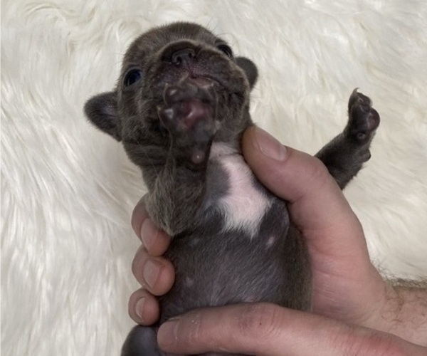 Medium Photo #8 French Bulldog Puppy For Sale in SOMERS, MT, USA