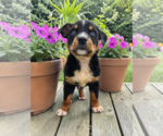 Small Mutt