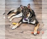 Small Photo #4 German Shepherd Dog-Huskies  Mix Puppy For Sale in Crystal , MN, USA