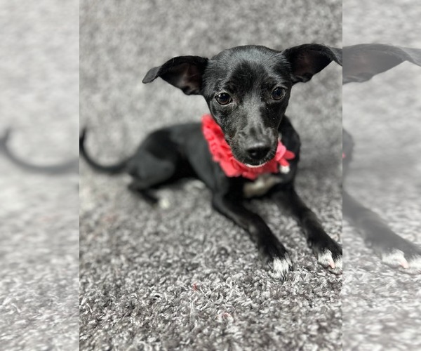 Medium Photo #3 Chihuahua-Unknown Mix Puppy For Sale in Grafton, WI, USA