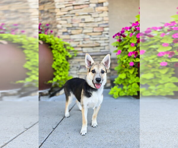 Medium Photo #2 German Shepherd Dog-Unknown Mix Puppy For Sale in Sandy, UT, USA