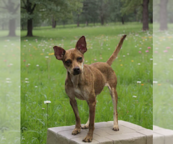 Medium Photo #1 Chihuahua-Unknown Mix Puppy For Sale in Cranston, RI, USA