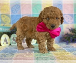 Goldendoodle Puppy for sale in LANCASTER, PA, USA