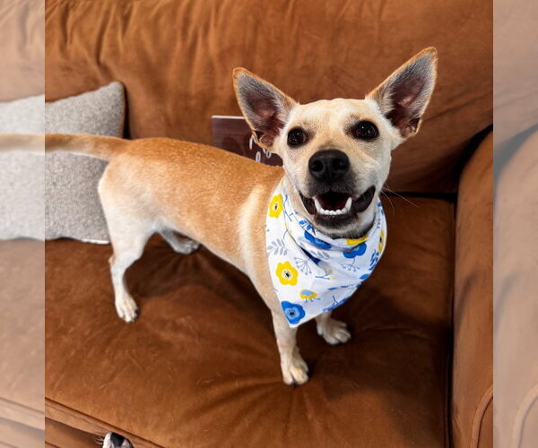 Medium Photo #1 Chihuahua Puppy For Sale in Fort Pierce, FL, USA