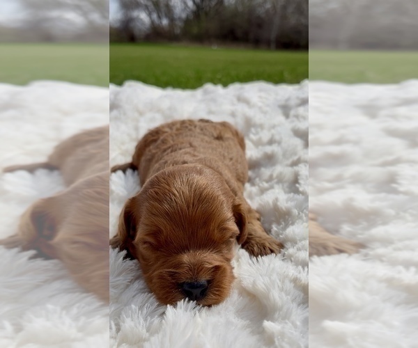Medium Photo #22 Goldendoodle mix (+ Poodle Miniature) Puppy For Sale in RANDOLPH, WI, USA