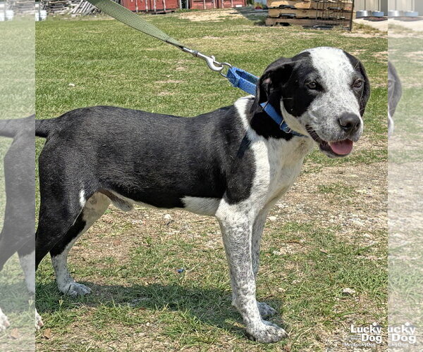 Medium Photo #2 Feist Terrier-Texas Heeler Mix Puppy For Sale in Washington, DC, USA