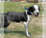 Small #1 Feist Terrier-Texas Heeler Mix