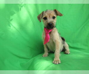 Mutt Dogs for adoption in San Diego, CA, USA