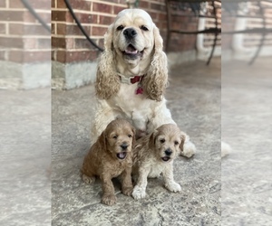 Cocker Spaniel-Poodle (Miniature) Mix Puppy for sale in NORTH RICHLAND HILLS, TX, USA