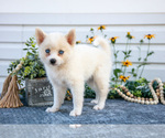 Small #2 Pomsky