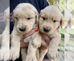 Small #3 Golden Retriever