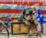 Small #2 Yorkshire Terrier