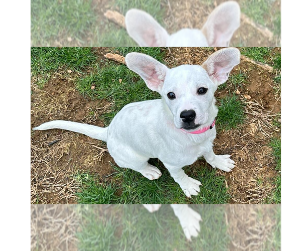 Medium Photo #17 American Pit Bull Terrier-Unknown Mix Puppy For Sale in New York, NY, USA