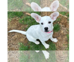 Small #16 American Pit Bull Terrier Mix