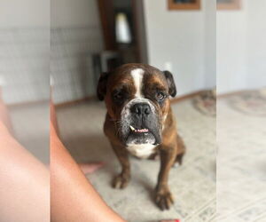 Bulldog-Unknown Mix Dogs for adoption in New London, WI, USA