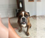 Small Bulldog Mix