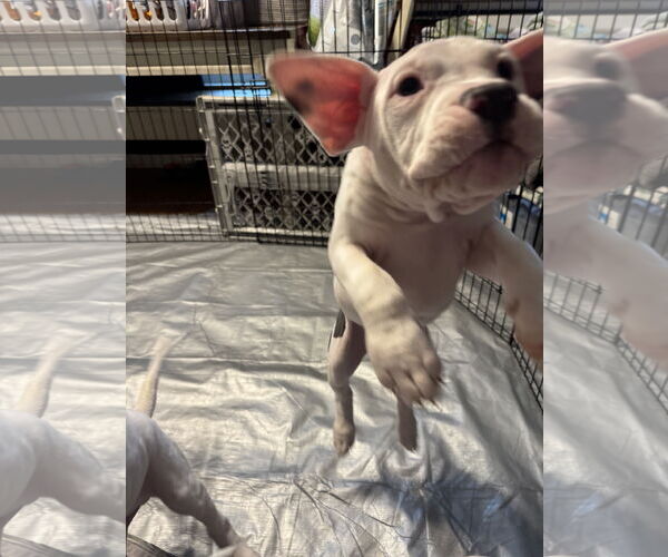 Medium Photo #7 Mutt Puppy For Sale in Garner, NC, USA