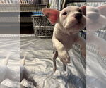 Small #6 Mutt