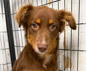 Australian Shepherd Dogs for adoption in Gilberts, IL, USA