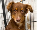 Small Australian Shepherd