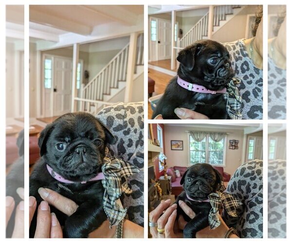 Medium Photo #5 Pug Puppy For Sale in GREENVILLE, SC, USA