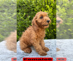 Small #17 Goldendoodle (Miniature)