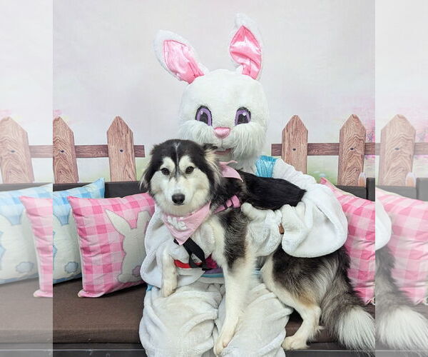 Medium Photo #6 Huskies -Unknown Mix Puppy For Sale in Oakhurst, NJ, USA