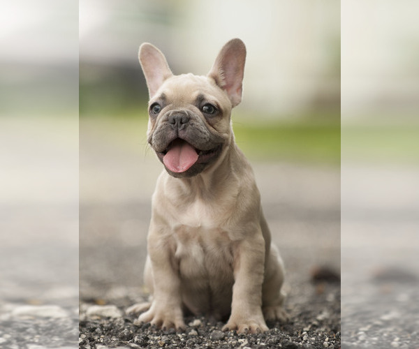 Medium Photo #11 French Bulldog Puppy For Sale in LOX, FL, USA