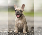 Small Photo #11 French Bulldog Puppy For Sale in LOX, FL, USA