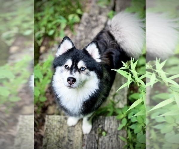 Medium Photo #1 Pomsky Puppy For Sale in TODD, NC, USA