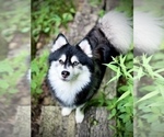 Small Photo #1 Pomsky Puppy For Sale in TODD, NC, USA