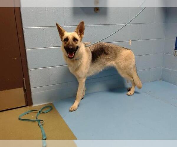 Medium Photo #1 German Shepherd Dog-Unknown Mix Puppy For Sale in Moreno Valley, CA, USA