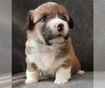 Puppy Diamond Dorgi-Pembroke Welsh Corgi Mix