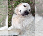 Small #16 Great Pyrenees