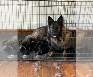 Mother of the German Shepherd Dog puppies born on 05/16/2026