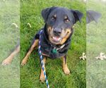 Small #10 Rottweiler