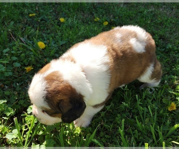Medium Photo #21 Saint Bernard Puppy For Sale in TURLOCK, CA, USA