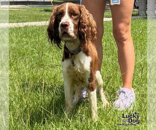 Medium Photo #1 English Springer Spaniel-Unknown Mix Puppy For Sale in Washington, DC, USA