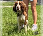 Small English Springer Spaniel Mix