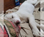 Small #1 Labrador Retriever Mix