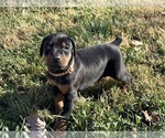Small #2 Doberman Pinscher