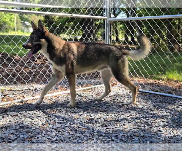 Medium Photo #3 Gerberian Shepsky Puppy For Sale in Albemarle, NC, USA