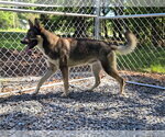 Small #2 Gerberian Shepsky